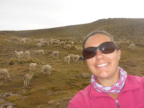 Dee in front of llamas